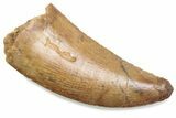 Serrated Raptor Tooth - Real Dinosaur Tooth #376469-1